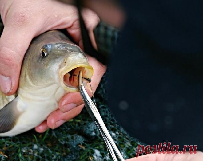 Приманка из манки. 3-й способ приготовления | Рыбалка для людей | Яндекс Дзен