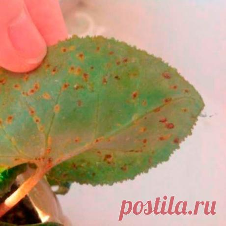 Вредитель комнатных растений Цикламеновый клещ. Эти клещи имеют крошечные размеры. Заметить их можно, когда они скапливаются в виде пыли на нижней стороне листа. Поражают цикламен, бальзамин, пеларгонию и сенполию. У пораженного растения приостанавливается рост, края листьев сворачиваются, стебли перекручиваются, бутоны увядают. В отличие от паутинного клеща, этот вредитель любит влажные условия.