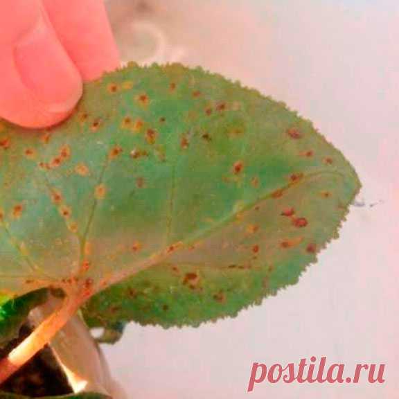 Клещ в цветах как выглядит Лечение листьями лопуха: проверенные рецепты для лечения организма и использован