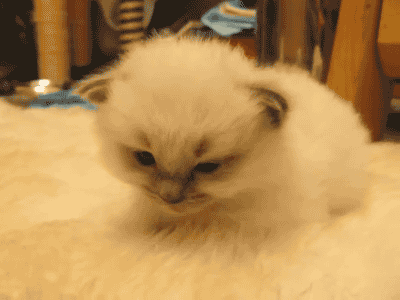 Забавные котики поднимут вам настроение на все выходные!