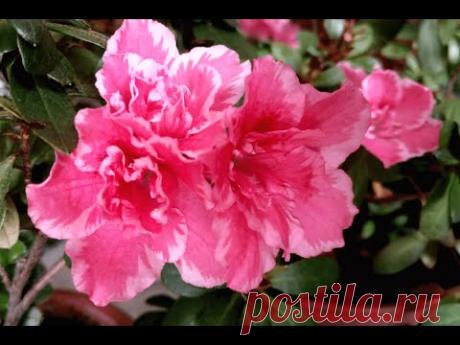 Азалия японская. Осенняя обрезка. Как сохранить компактность? (Rhododendron obtusum. Autumn pruning)