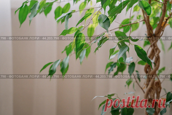 Ficus houseplant close-up, window with light tulle curtains background Стоковое фото, фотограф Ilaronsia / Фотобанк Лори
