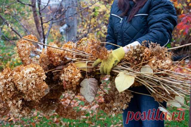 12 растений, которые нельзя обрезать осенью — Ботаничка
