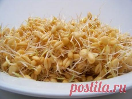 Семья Бровченко. Как проращивать пшеницу без трудностей за 2-3 дня.