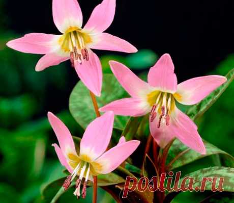 Многолетний садовый цветок Эритрониум (Erythronium). Луковичный травянистый многолетник. Луковица удлиненная, 4-5 см в длину и 1 см в диаметре. Листья прикорневые, широколанцетные, сочные, темно-зеленые с фиолетово-красными пятнами. Цветки розовые, белые, желтые или красно-фиолетовые. Цветет в апреле - мае.