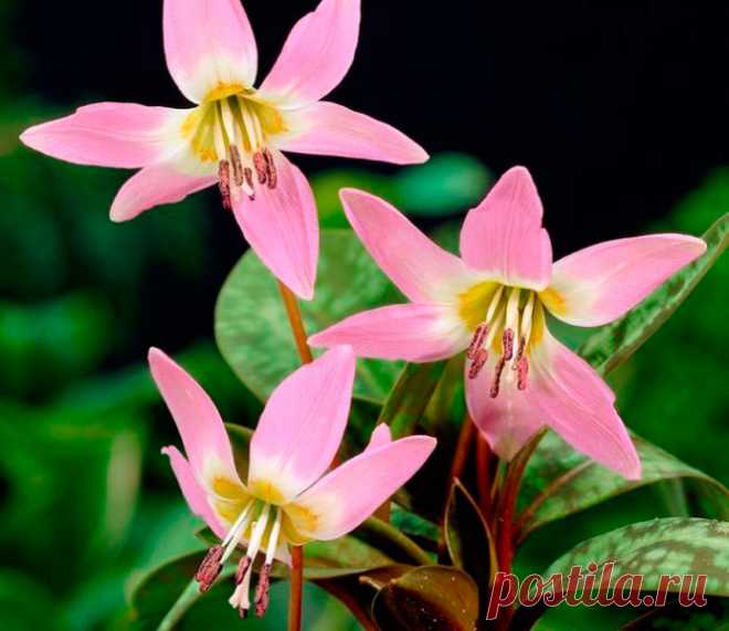 Многолетний садовый цветок Эритрониум (Erythronium). Луковичный травянистый многолетник. Луковица удлиненная, 4-5 см в длину и 1 см в диаметре. Листья прикорневые, широколанцетные, сочные, темно-зеленые с фиолетово-красными пятнами. Цветки розовые, белые, желтые или красно-фиолетовые. Цветет в апреле - мае.