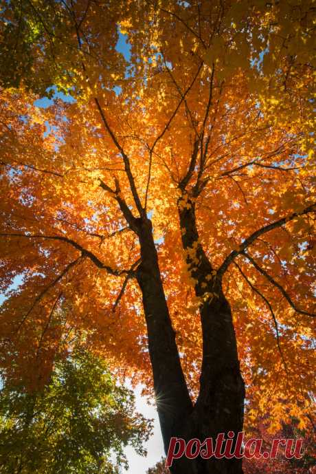 OAK TREE MAPLE FOREST LANDSCAPE LEAF PARK TREES PLANT AUTUMN