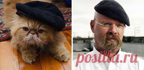 15 котов, похожих на кого угодно, только не на самих себя – Фитнес для мозга