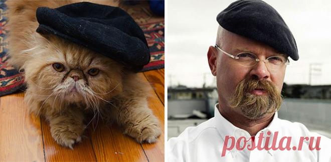 15 котов, похожих на кого угодно, только не на самих себя – Фитнес для мозга