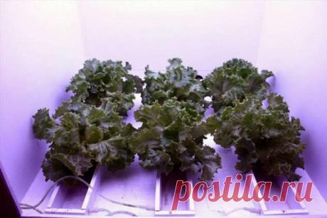 Космическая дача: ученые работают над строительством теплицы для МКС | Люблю Себя