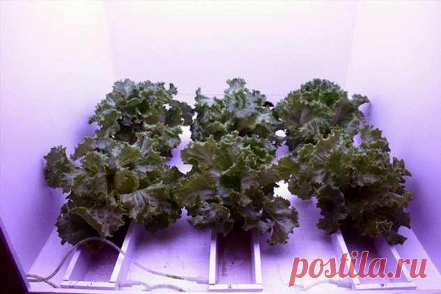 Космическая дача: ученые работают над строительством теплицы для МКС | Люблю Себя