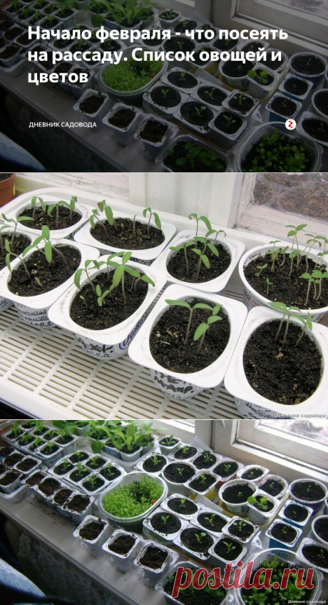 Начало февраля - что посеять на рассаду. Список овощей и цветов | Дневник садовода | Яндекс Дзен