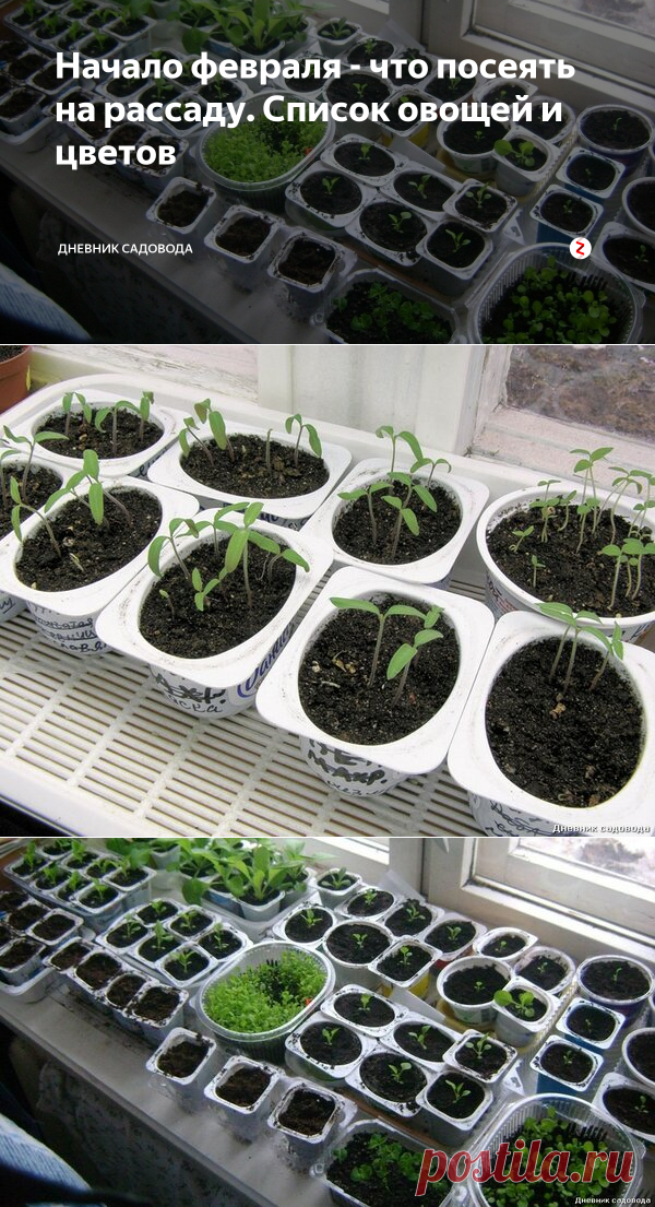 Начало февраля - что посеять на рассаду. Список овощей и цветов | Дневник садовода | Яндекс Дзен