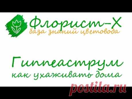 Уход за гиппеаструмом в домашних условиях — Яндекс.Видео