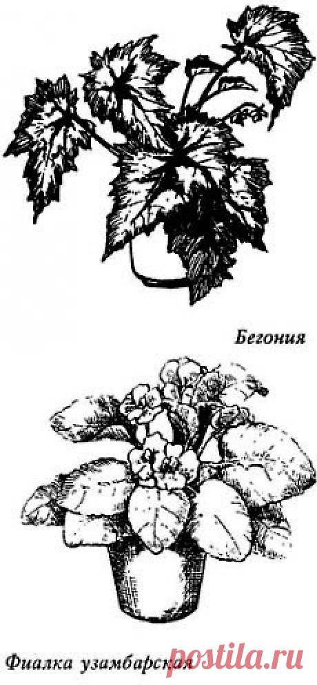 Книга: Комнатные растения - энергетические защитники или вампиры