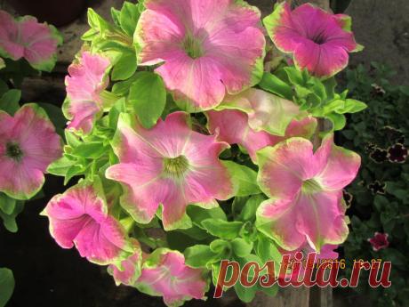 Петуния - хвастаемся цветущими растениями - Страница 15 - Форум цветоводов Фрау Флора
