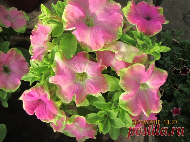 Петуния - хвастаемся цветущими растениями - Страница 15 - Форум цветоводов Фрау Флора