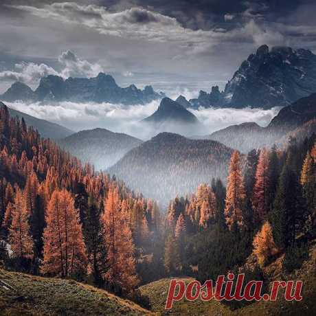 Туманный лес