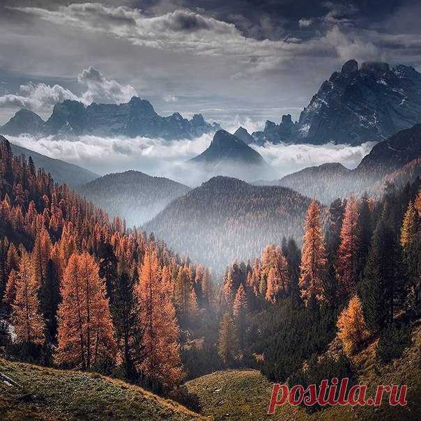 Туманный лес