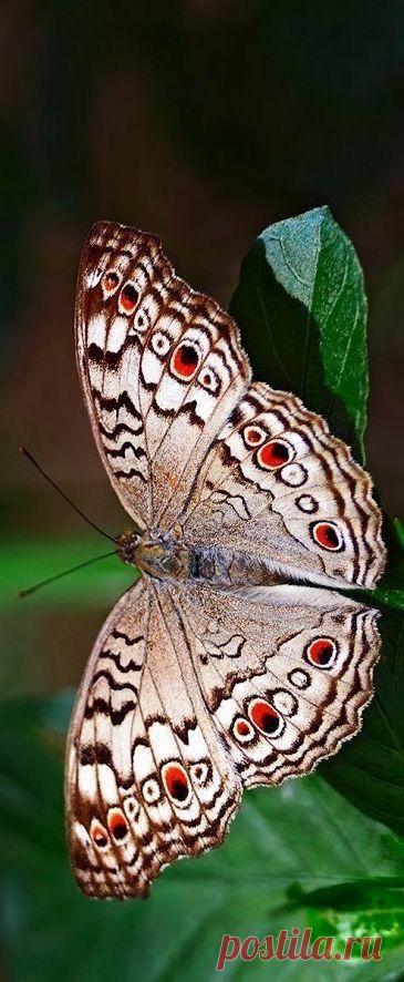 (3) Pinterest • The world’s catalog of ideas