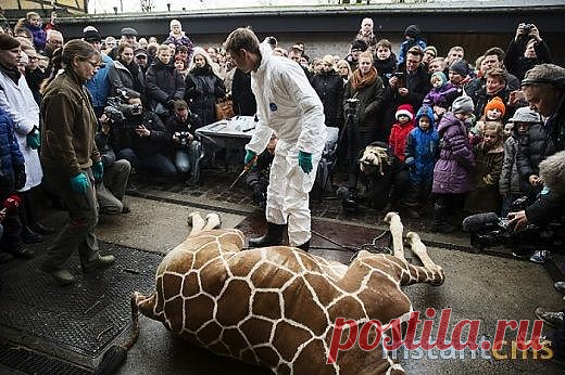 Сотрудники зоопарка Копенгагена пожаловались на угрозы после убийства жирафа Мариуса | Уши, лапы, хвост