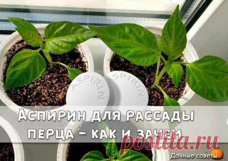 Acпирин для рассады перца - как и зачем. 

С использованием аспирина пepцы растут здоровые, большие и вкусные. Поделюсь своим опытом использования этого препарата для рассады перца.

Чтобы получить крепкую рассаду, не было черной ножки и прочих проблем с её выращиванием, применяем аспирин. Так же он работает как легкий стимулятор роста, не позволяет вытягиваться. А еще работает как хороший иммуномодулятор для растения, благодаря чему закаливание проходит легче и без видимы...