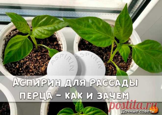 Acпирин для рассады перца - как и зачем. 

С использованием аспирина пepцы растут здоровые, большие и вкусные. Поделюсь своим опытом использования этого препарата для рассады перца.

Чтобы получить крепкую рассаду, не было черной ножки и прочих проблем с её выращиванием, применяем аспирин. Так же он работает как легкий стимулятор роста, не позволяет вытягиваться. А еще работает как хороший иммуномодулятор для растения, благодаря чему закаливание проходит легче и без видимы...
