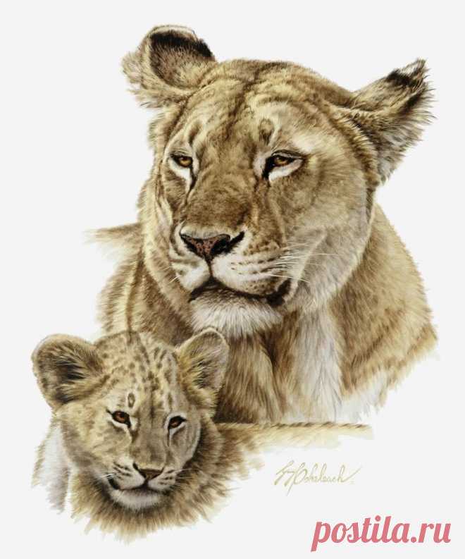 Кошачьи портреты Гая Коэлича - Искусство животных Гая Коэлича
