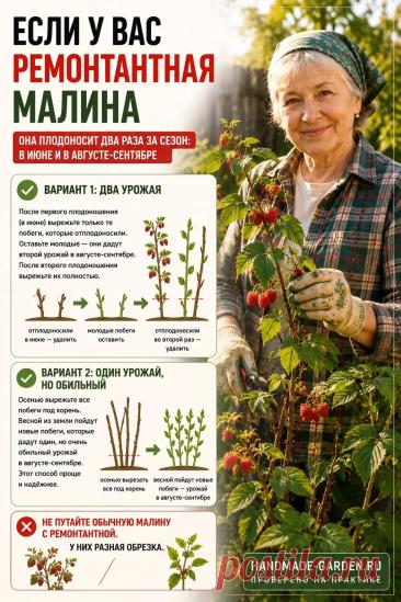Если у вас ремонтантная малина