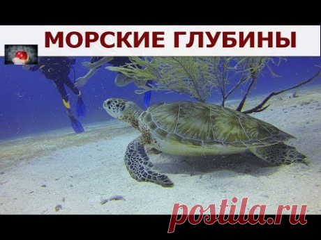 МОРСКИЕ ГЛУБИНЫ. Как прекрасен ПОДВОДНЫЙ МИР - YouTube
