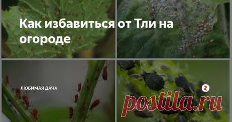 Как избавиться от Тли на огороде Всем хочу сказать, что раз и навсегда избавиться от тли или других огородных вредителей невозможно. Мы боремся с ними, а они борются за жизнь. Можно лишь уменьшить количество вредителей путем постоянной работы.
Тля селится на овощных грядках, а зимуют многие виды тли на кустарниках и деревьях. Поэтому осенью вырезаю в саду все лишнее - прикорневые побеги, ненужные ветки. Потом сжигаю.
На грядках в