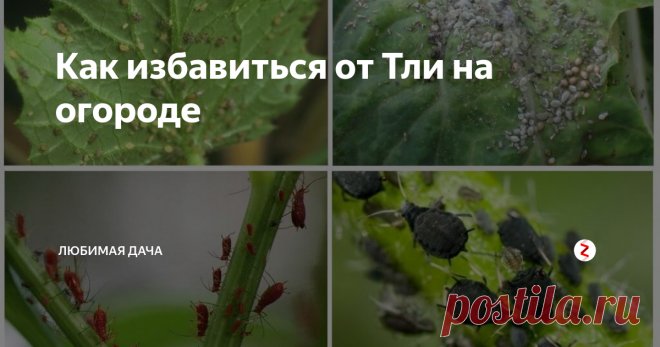 Как избавиться от Тли на огороде Всем хочу сказать, что раз и навсегда избавиться от тли или других огородных вредителей невозможно. Мы боремся с ними, а они борются за жизнь. Можно лишь уменьшить количество вредителей путем постоянной работы.
Тля селится на овощных грядках, а зимуют многие виды тли на кустарниках и деревьях. Поэтому осенью вырезаю в саду все лишнее - прикорневые побеги, ненужные ветки. Потом сжигаю.
На грядках в