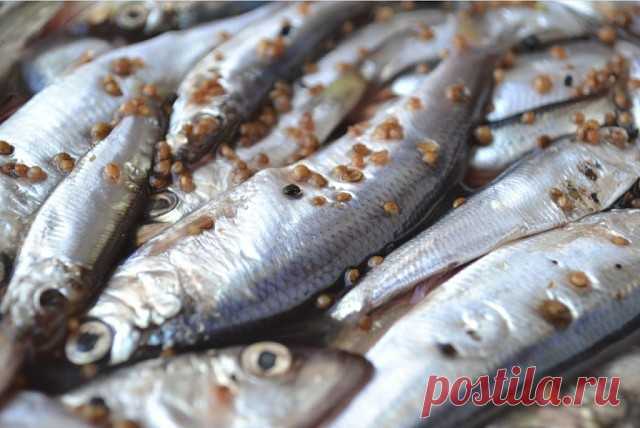 12 Рецептов домашнего посола скумбрий, сельди, кильки и мойвы!!!! 
Пальчики оближешь • Лучшие рецепты! 
C нами ты научишься готовить ВКУСНО! 

Соленая скумбрия по рецепту «Старого моряка» 

Ингредиенты и приготовление: 
Как
 только рыба чуть подтаяла, помыла ее, отрезала голову, хвост, плавники,
 сняла кожицу, тщательно выпотрошила, разделала на 2 филе вдоль 
позвоночника, удалив позвоночник и все косточки. 
Посыпав солью (примерно 1 ст. л.), уложила в кастрюльку. В рыбках...