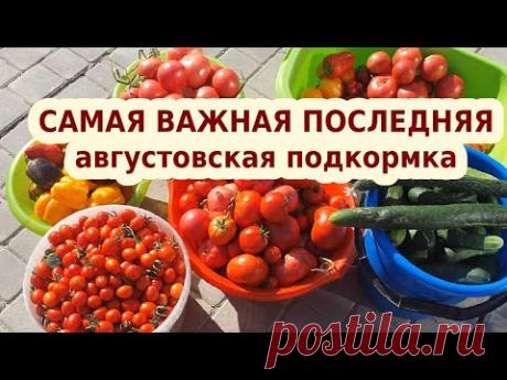 Полейте этим под томаты и перец в августе: сохранит и увеличит урожай 🍅🌶🥒