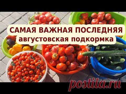 Полейте этим под томаты и перец в августе: сохранит и увеличит урожай 🍅🌶🥒