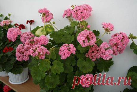 Как омолодить герань. Будет красивее! | Секреты Сада | Яндекс Дзен