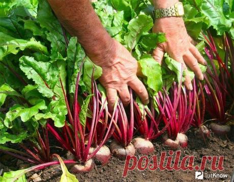 Чтобы свекла и морковь были сладкими