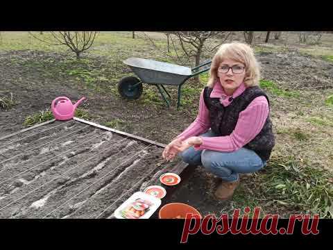 МОРКОВЬ. САМЫЙ ЛУЧШИЙ СПОСОБ ПОСАДКИ МОРКОВКИ, РЕДИСКИ, СВЕКЛЫ И ЛУКА НА ОДНОЙ ГРЯДКЕ