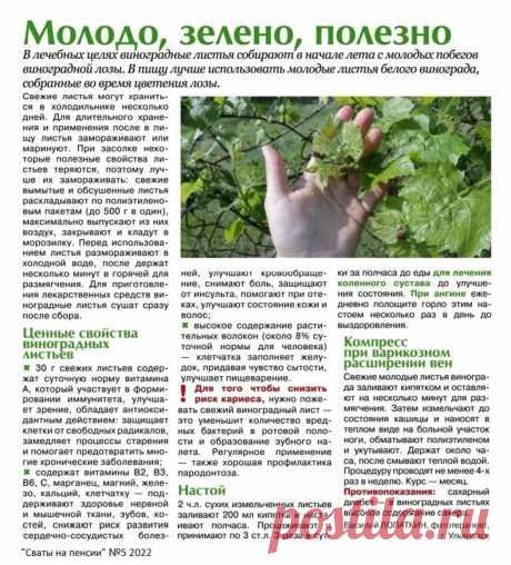 Виноградные листья в лечебных целях