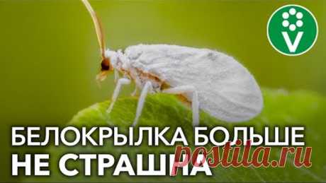 ПРОЩАЙ, БЕЛОКРЫЛКА! Избавляемся от белокрылки в теплице осенью проверенными средствами
