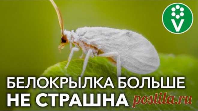 ПРОЩАЙ, БЕЛОКРЫЛКА! Избавляемся от белокрылки в теплице осенью проверенными средствами