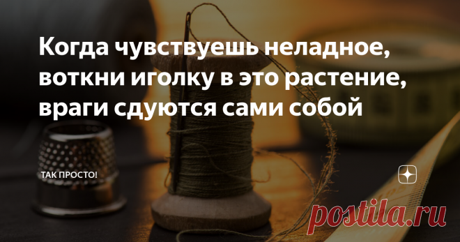 Когда чувствуешь неладное, воткни иголку в это растение, враги сдуются сами собой Статья автора «Так Просто!» в Дзене ✍: Ты живешь какой-то активной, насыщенной жизнью, всегда найдется человек, который будет тебе завидовать.