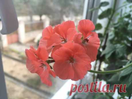 Лучший способ размножения герани: цветущие черенки | Есть время под солнцем | Яндекс Дзен