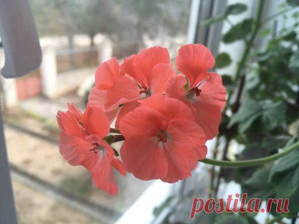 Лучший способ размножения герани: цветущие черенки | Есть время под солнцем | Яндекс Дзен