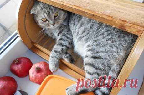 Юмор с пушистым хвостом! Подборка фото для поднятия настроения: в объективе смешные котики! | 😺 ПетКлаб | Яндекс Дзен