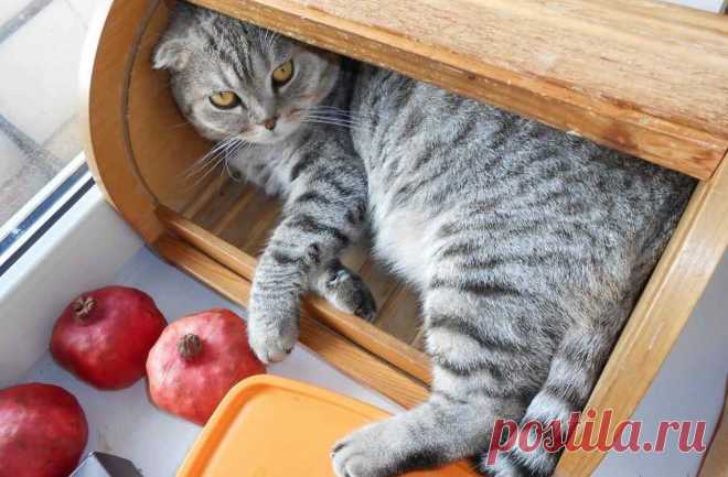 Юмор с пушистым хвостом! Подборка фото для поднятия настроения: в объективе смешные котики! | 😺 ПетКлаб | Яндекс Дзен