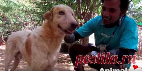 Раненная собака лежала посреди оживленного шоссе и смирно ждала спасения