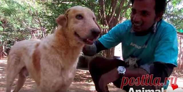 Раненная собака лежала посреди оживленного шоссе и смирно ждала спасения