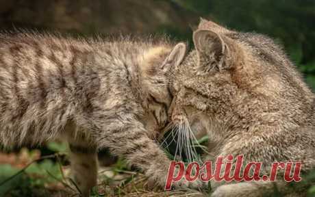 Обои Две кошки, семья 1920x1200 HD Изображение