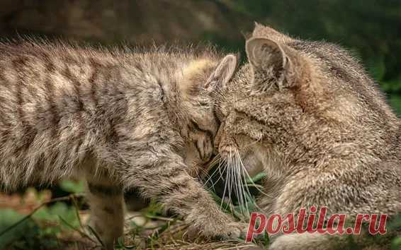 Обои Две кошки, семья 1920x1200 HD Изображение